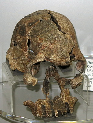 rudolfensis