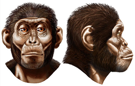 Australopithecus afarensis