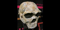 Homo habilis<