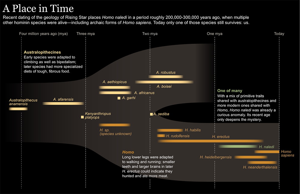 Homo naledi timeline