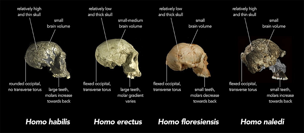 Homo comparison