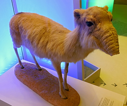  Saiga antelope