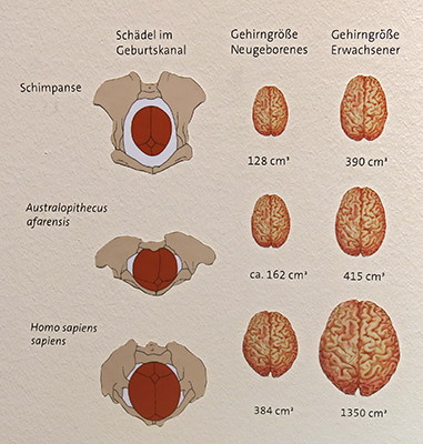 australopithicus brain size