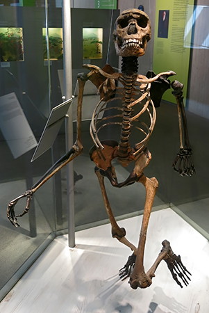 erectus