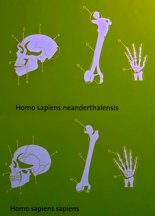 Neanderthal human differences