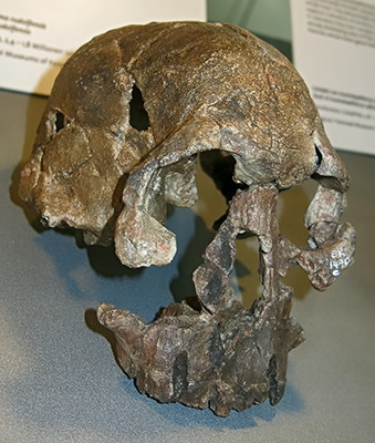 rudolfensis