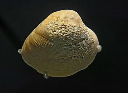 shell