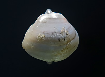 shell