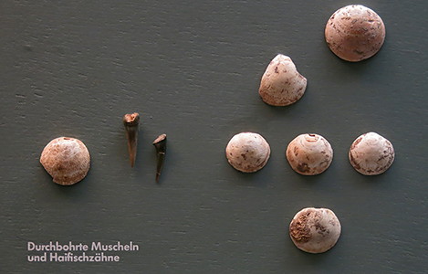 shells and shark teeth from Petersfels