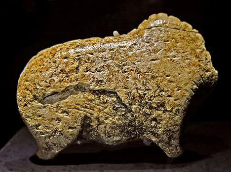 bison