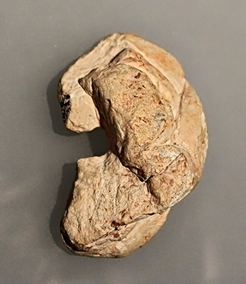 Venus  fragment  Kostenki