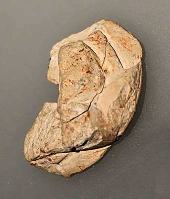 Venus  fragment  Kostenki