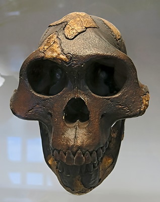 Australopithecus afarensis