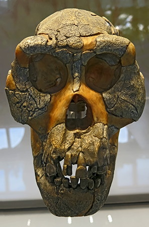 Australopithecus afarensis