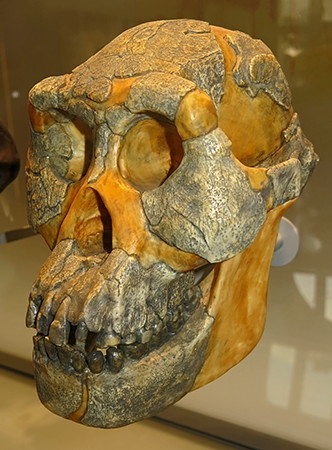 Australopithecus afarensis