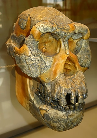 Australopithecus afarensis