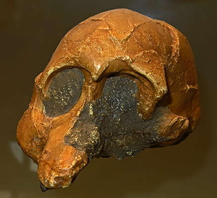 Australopithecus afarensis