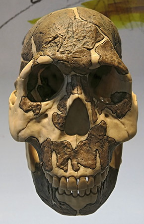 rudolfensis