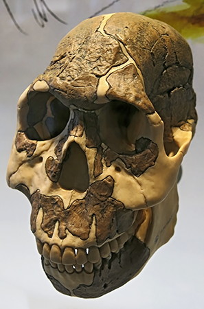 rudolfensis