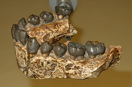 Homo habilis