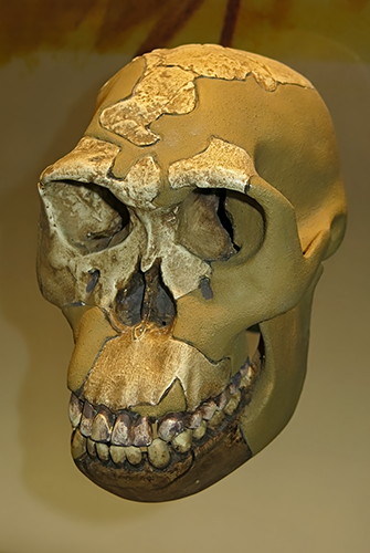 Homo habilis