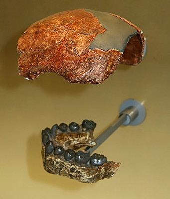 Homo habilis