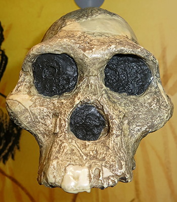 Australopithecus africanus