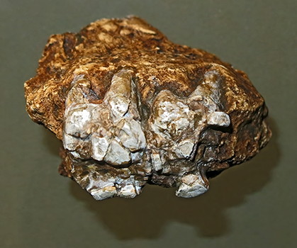 Paranthropus 