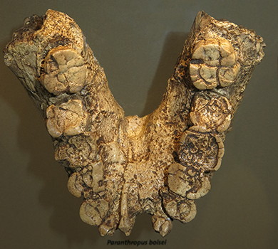 Paranthropus 