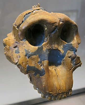 Paranthropus  boisei