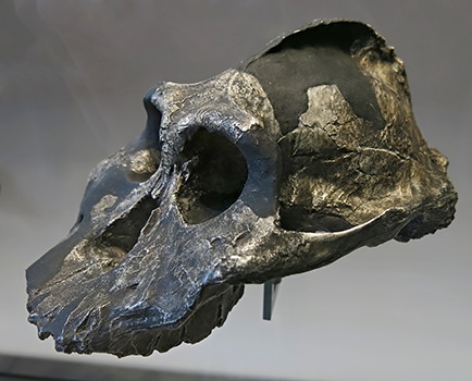 Paranthropus aethiopicus