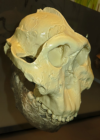Paranthropus  boisei