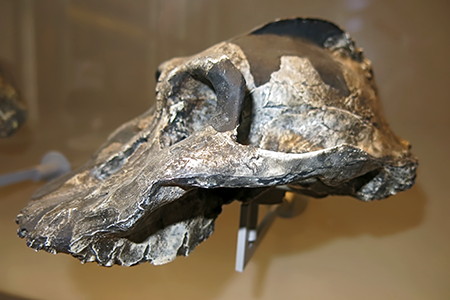 Paranthropus aethiopicus