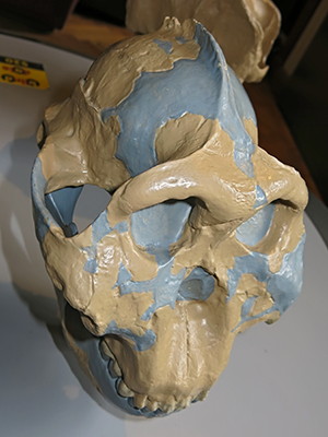 Paranthropus  boisei