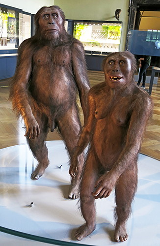 Afarensis