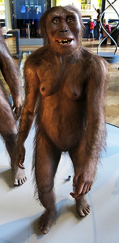 Afarensis