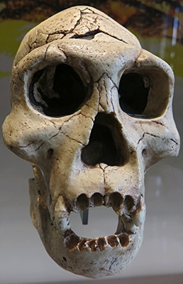 Homo erectus