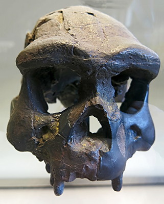 Homo erectus