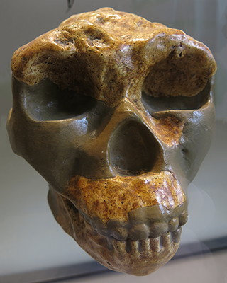 Homo erectus