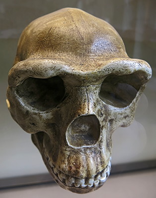 Homo erectus