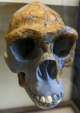 Homo erectus