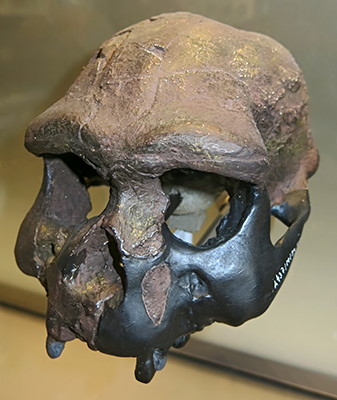 Homo erectus