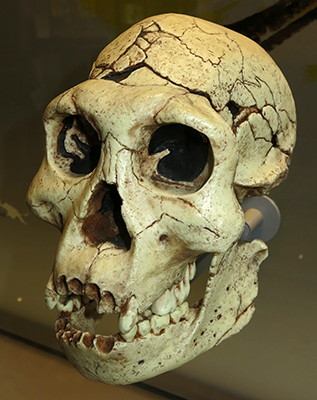 Homo erectus