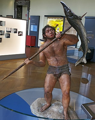 Homo erectus