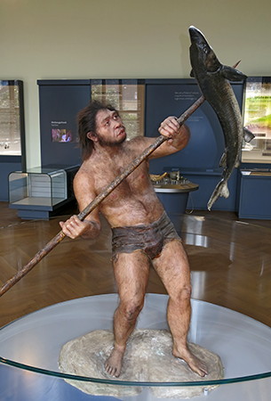 Homo erectus