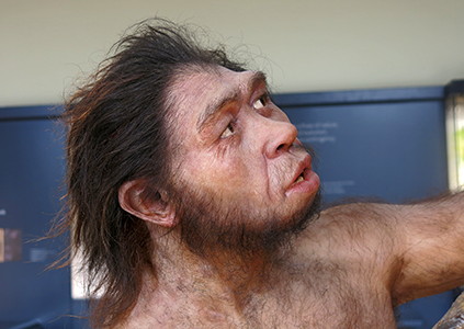 Homo erectus