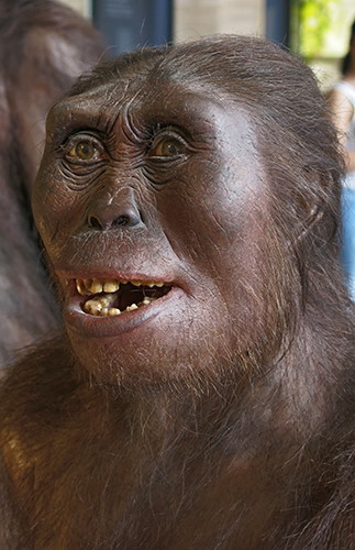 Afarensis