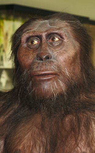 Afarensis