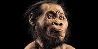 Homo naledi<
