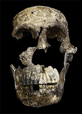 Homo naledi